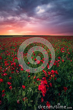 Gorgeous sunrise sunset during storm in a poppy field Stock Photo
