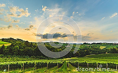 Gorgeous sunset over beautiful green vineyards. Austrian grape hills in summer Stock Photo