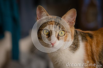 Gorgeous tabby kitten portrait. Extreme macro close up with focus in the eye Stock Photo