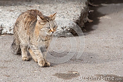 A gorgeous tabby fears stray cat sits on the ground against the background of an old wall, closeup. Abandoned animals Stock Photo