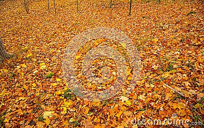 Gorgeous texture / background of yellow orange fallen leaves. Autumn / fall beautiful backgrounds Stock Photo