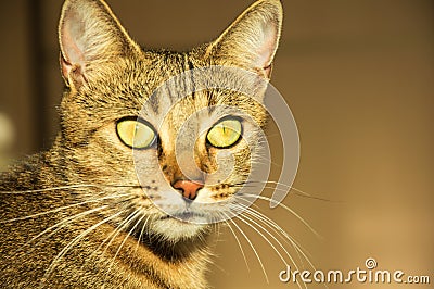 Gorgeous thoroughbred Bengal cat Stock Photo