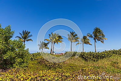 Gorgeous tropical landscape view. Green palm trees and plants on coast line on blue sky background Miami south beach. Stock Photo
