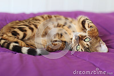 Gorgeous upside down pedigreed cat Stock Photo