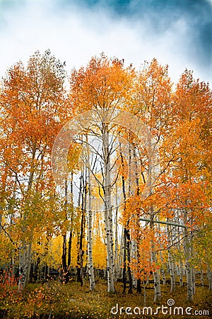 Gorgeous vertical shot of a forest of birch and aspen trees with bright vivid autumn leaves Stock Photo