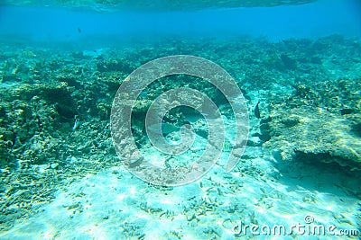 Gorgeous view on coral reefs and white sand under water. Underwater world. Maldives, Indian Ocean, Stock Photo