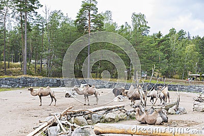 Gorgeous view of group camels from natural park. Kolmarden Stock Photo