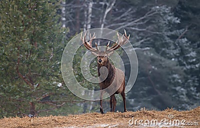 Gorgeous Viripotent Deer Cervus Elaphus Leaves The Pine Forest, Proudly Raising His Head. Artistic Winter Wildlife Landscape W Stock Photo