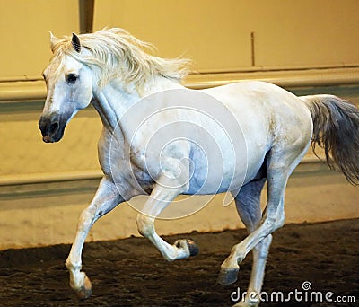 Gorgeous white andalusian spanish stallion, amazing arabian horse. Stock Photo