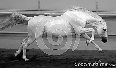 Gorgeous white andalusian spanish stallion, amazing arabian horse. Stock Photo