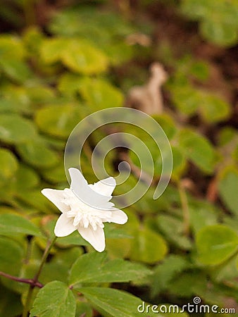 A Gorgeous White Anemone nemorosa `Alba Plena`Windflow Stock Photo