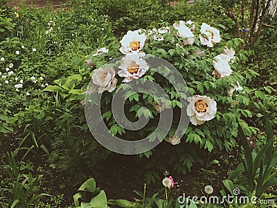 Gorgeous white peonies. Garden milky color flowers bush in rainy day. Closeup horizontal view. Stock photography for wallpaper Stock Photo