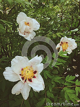 Gorgeous white peonies. Garden milky color flowers bush in rainy day. Closeup vertical view. Stock photography for wallpaper Stock Photo
