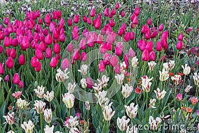 Gorgeous white, red and green striped tulips and bright purple tulips in springtime Stock Photo