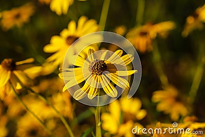 Gorgeous yellow daisies in the park surrounded by lush green leaves at Garrard Landing Park Stock Photo