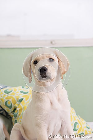 Gorgeous yellow labrador retriever puppy Stock Photo