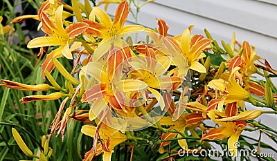 Gorgeous Yellow and Orange Daylillies Stock Photo
