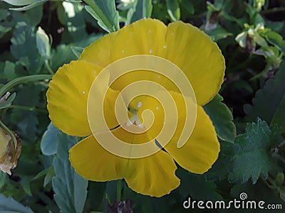 A gorgeous yellow pansy Stock Photo