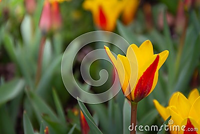 Gorgeous yellow and red tulips in a field or meadow Stock Photo