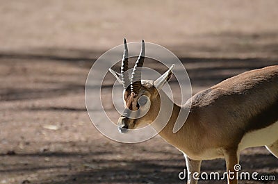 Gorgeous Young Gazelle with Small Curved Horns Stock Photo
