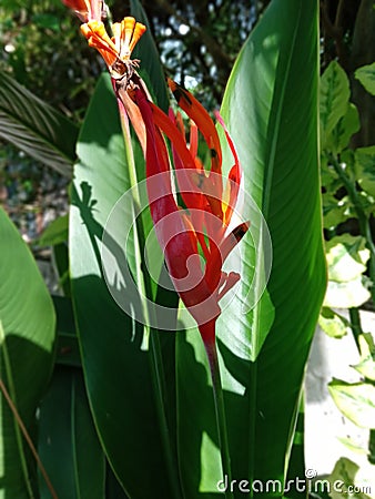 A gorgeously colored flower bed in a garden, smiling at the touch of the morning sun Stock Photo