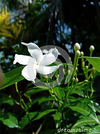 A gorgeously colored flower bed in a garden, smiling at the touch of the morning sun Stock Photo