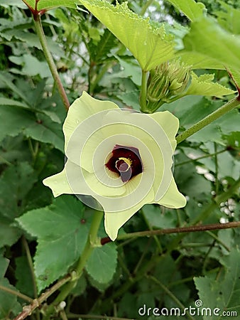 Gorgious beautiful yellow flower owesome nature Stock Photo