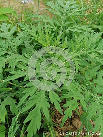 Gorgious leaves of a beautiful herb Stock Photo