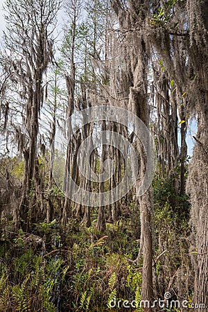 Gorgious Tall trees with spanish moss Stock Photo
