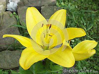 A Gorgous Yellow Lilly Poseing Stock Photo