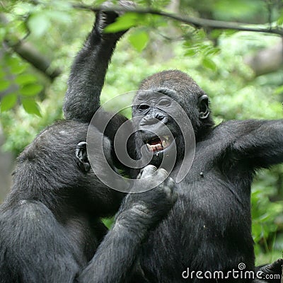 Gorilla Stock Photo