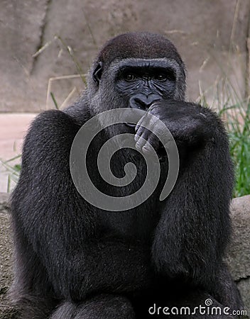 Gorilla Stock Photo