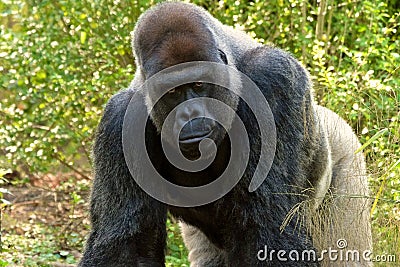 Gorilla on all fours Stock Photo