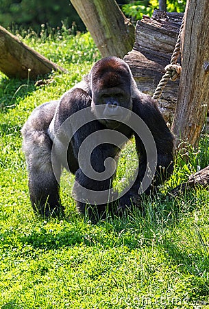 Gorilla alpha male Stock Photo