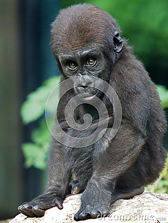 Gorilla baby Stock Photo
