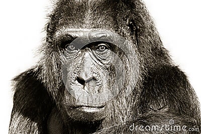 Gorilla black and white close portrait. Gorilla staring looking straight camera head detail portrait isolated white background Stock Photo