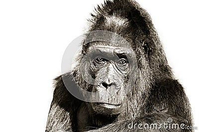 Gorilla black and white portrait. Gorilla staring looking straight into the camera lens head portrait isolated on white background Stock Photo