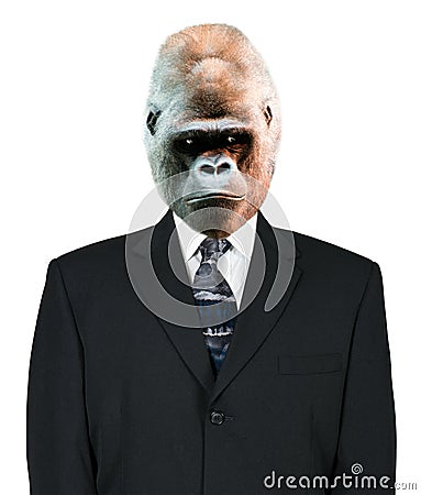 Gorilla Businessman Portrait, Suit and Tie, isolated Stock Photo
