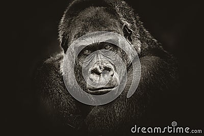 Gorilla dangerous look dark background Stock Photo