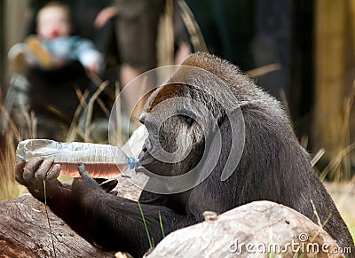 Gorilla drinks from the bottle Stock Photo
