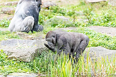 Gorilla drinks water from the pond Stock Photo