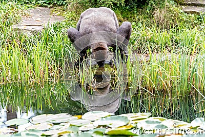 A gorilla drinks from the water between the reeds Stock Photo