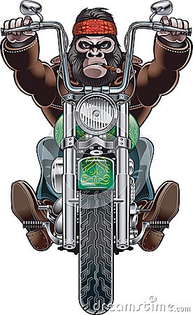 Gorilla driving motorcycle Vector Illustration