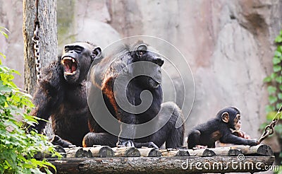 Gorilla family Stock Photo