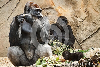 Gorilla family at Taronga Zoo Stock Photo