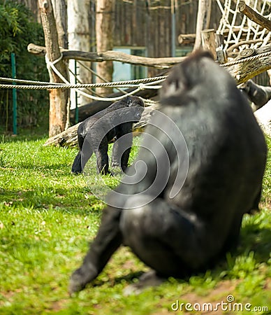 Gorilla family Stock Photo