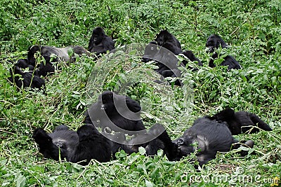 Gorilla group in the wilderness Stock Photo