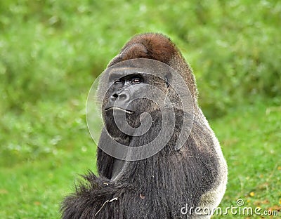 This gorilla is the head of his group Stock Photo