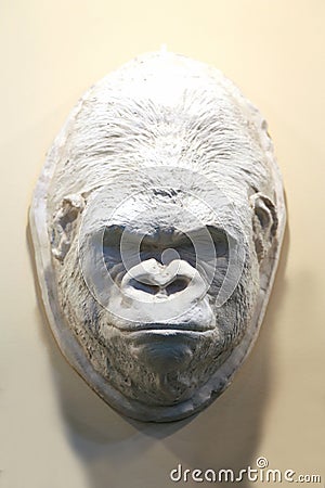 Gorilla head made of plaster for taxidermy Stock Photo