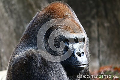 Gorilla Head Shot Stock Photo